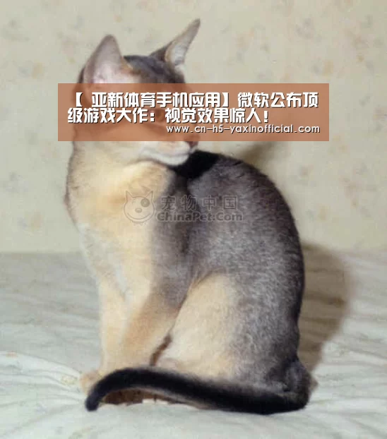 亚新体育App下载